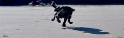 Cocker Spaniel dogs for sale: Experienced home only!  in Haverhill - Advert 10