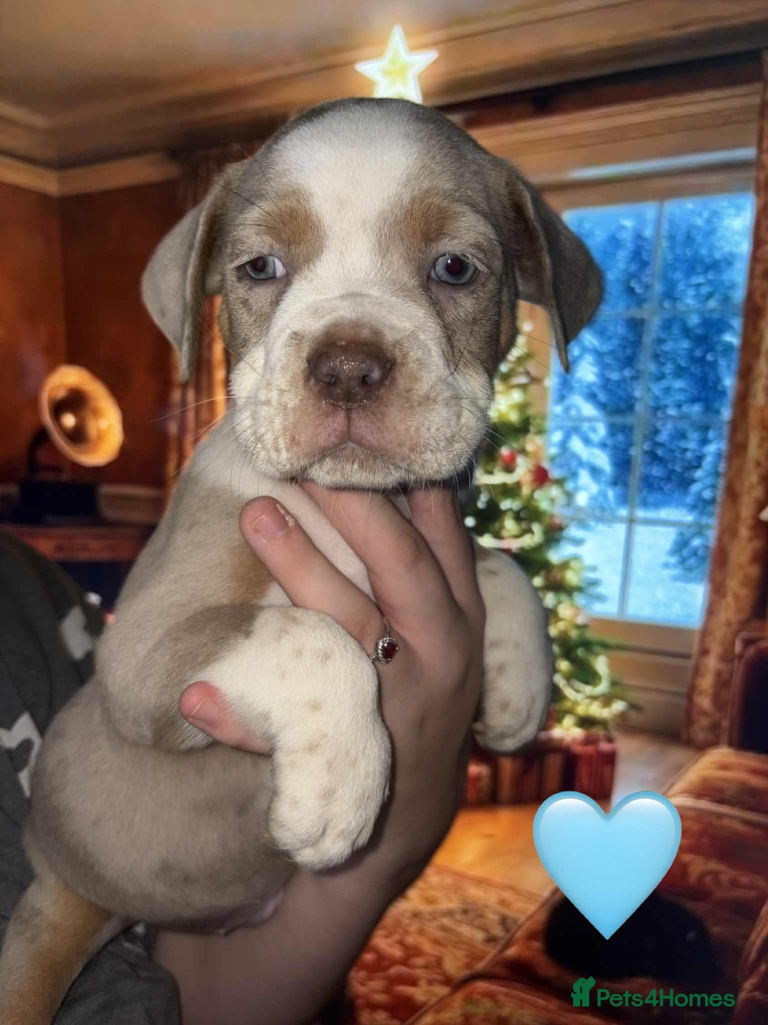 Olde English Bulldogge dogs Olde English bulldog puppies  - Advert 1