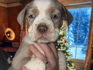 Olde English Bulldogge dogs Olde English bulldog puppies - Advert 1