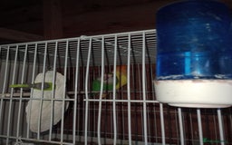 Lovebirds birds for sale: Lovebirds  - Image 8