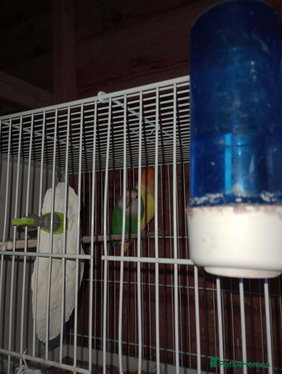 Lovebirds birds for sale: Lovebirds  - Image 8