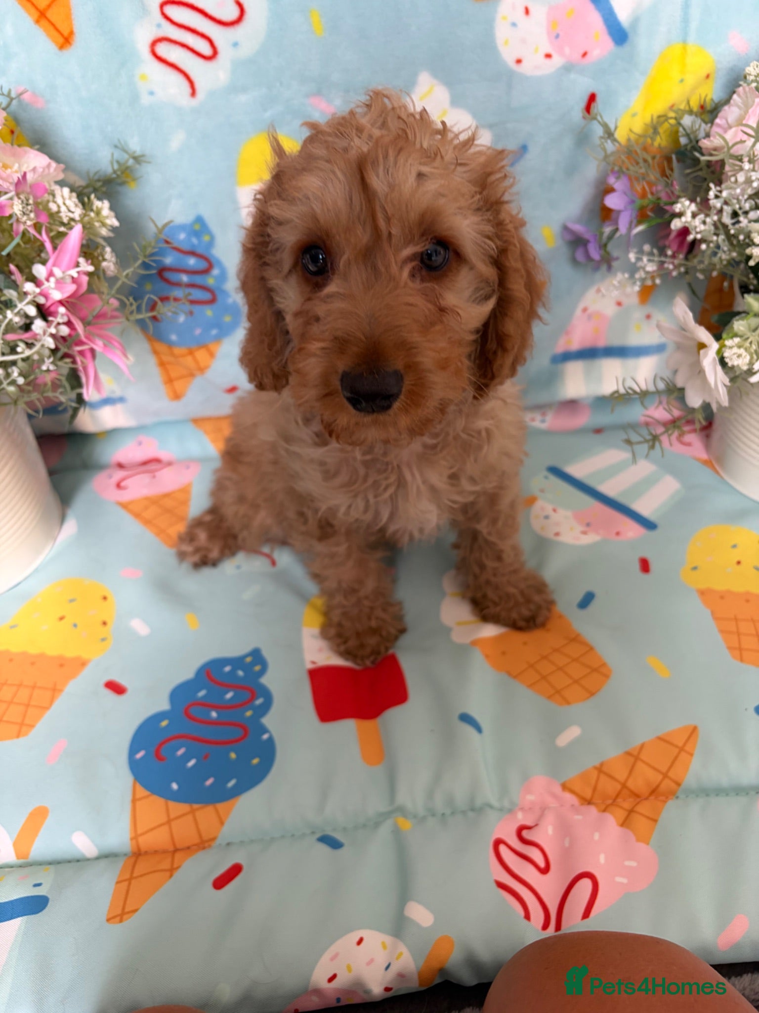 Cockapoo dogs 🐾BEAUTIFUL F1 COCKERPOOS REGISTERED BREEDER 🐾 - Advert 2