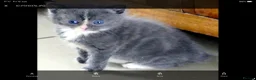 Mixed Breed cats for sale: Adorable Ragdoll x Maine Coon mix kittens  - Advert 16