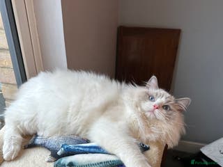 Ragdoll cats ACTIVE CAT OR pet TICA Registered Ragdoll Kittens - Advert 1