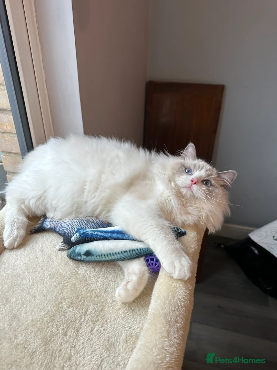 Ragdoll cats for sale:  ACTIVE CAT OR pet TICA Registered Ragdoll Kittens - Advert 3