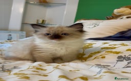 Ragdoll cats for sale: Stunning Ragdoll Males - Image 3