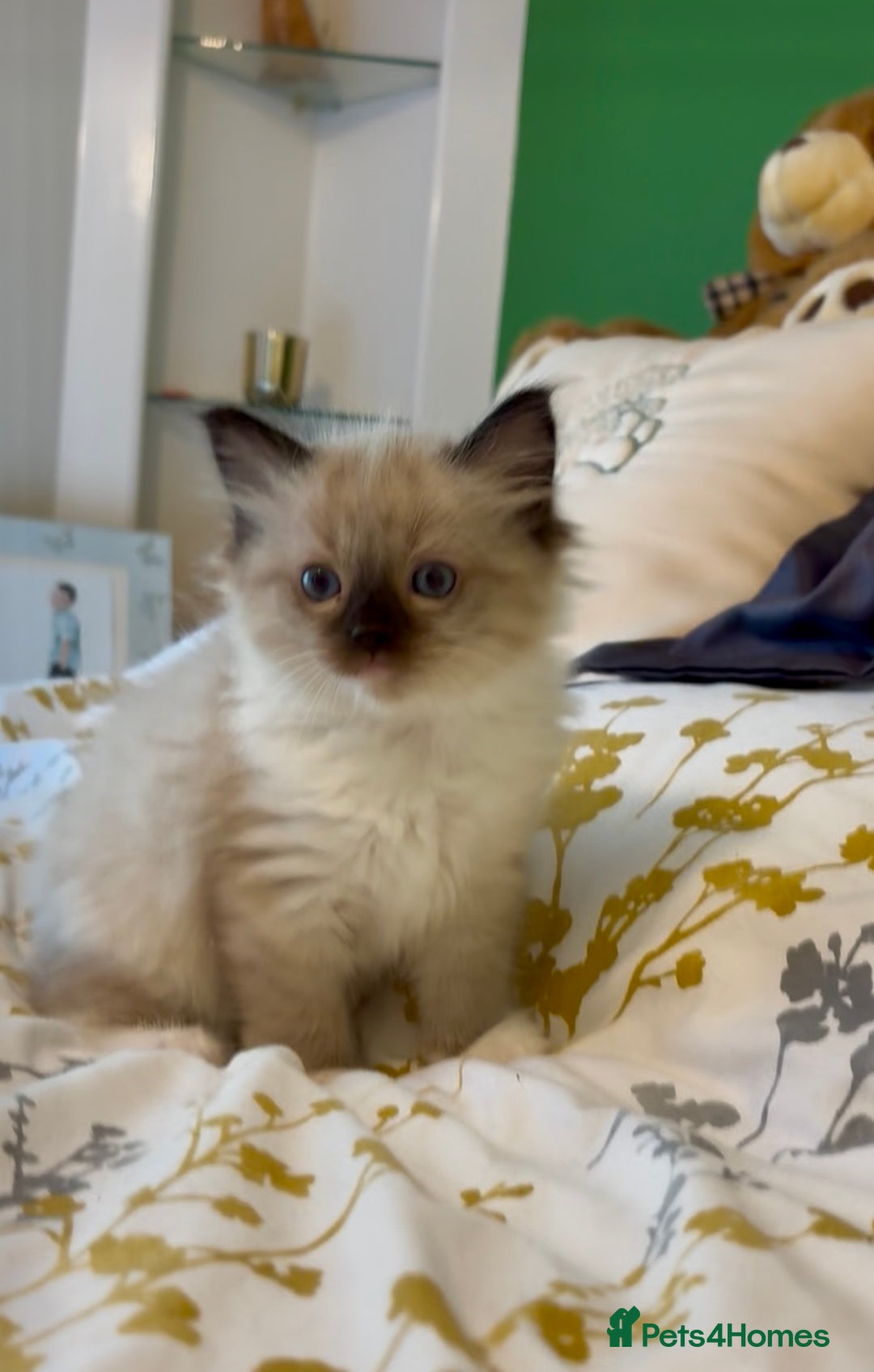 Ragdoll cats for sale: Stunning Ragdoll Males - Image 3