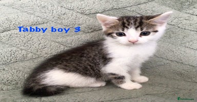 Turkish Van cats - Advert 6