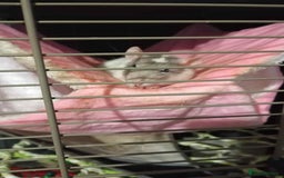 Rat rodents for sale: 4 loving females :) - Advert 2