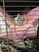 Rat rodents 4 loving females :) - Advert 3