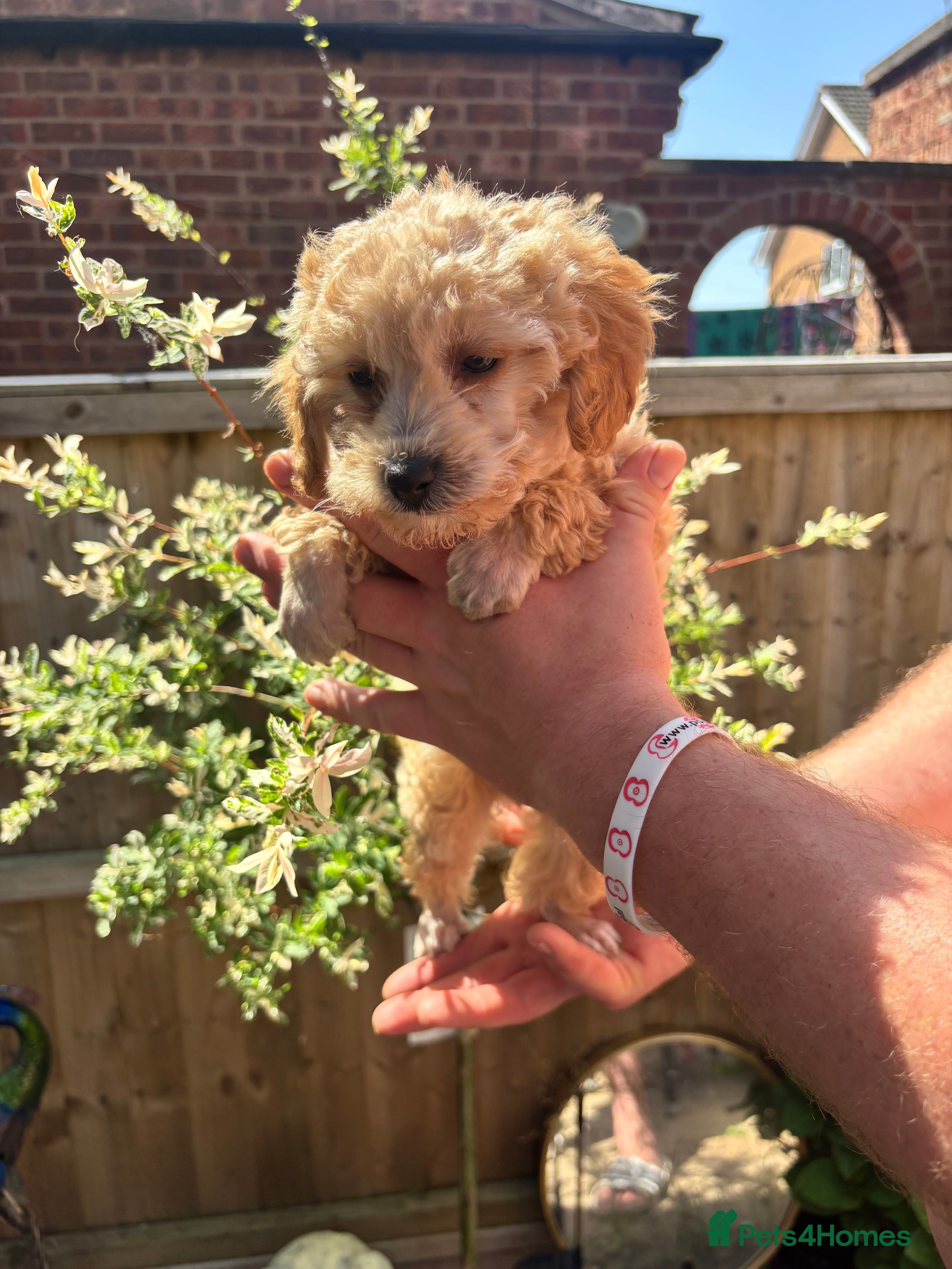 Toy Poodle dogs for sale: Litter of 2 beautiful Apricot girls  - Advert 13