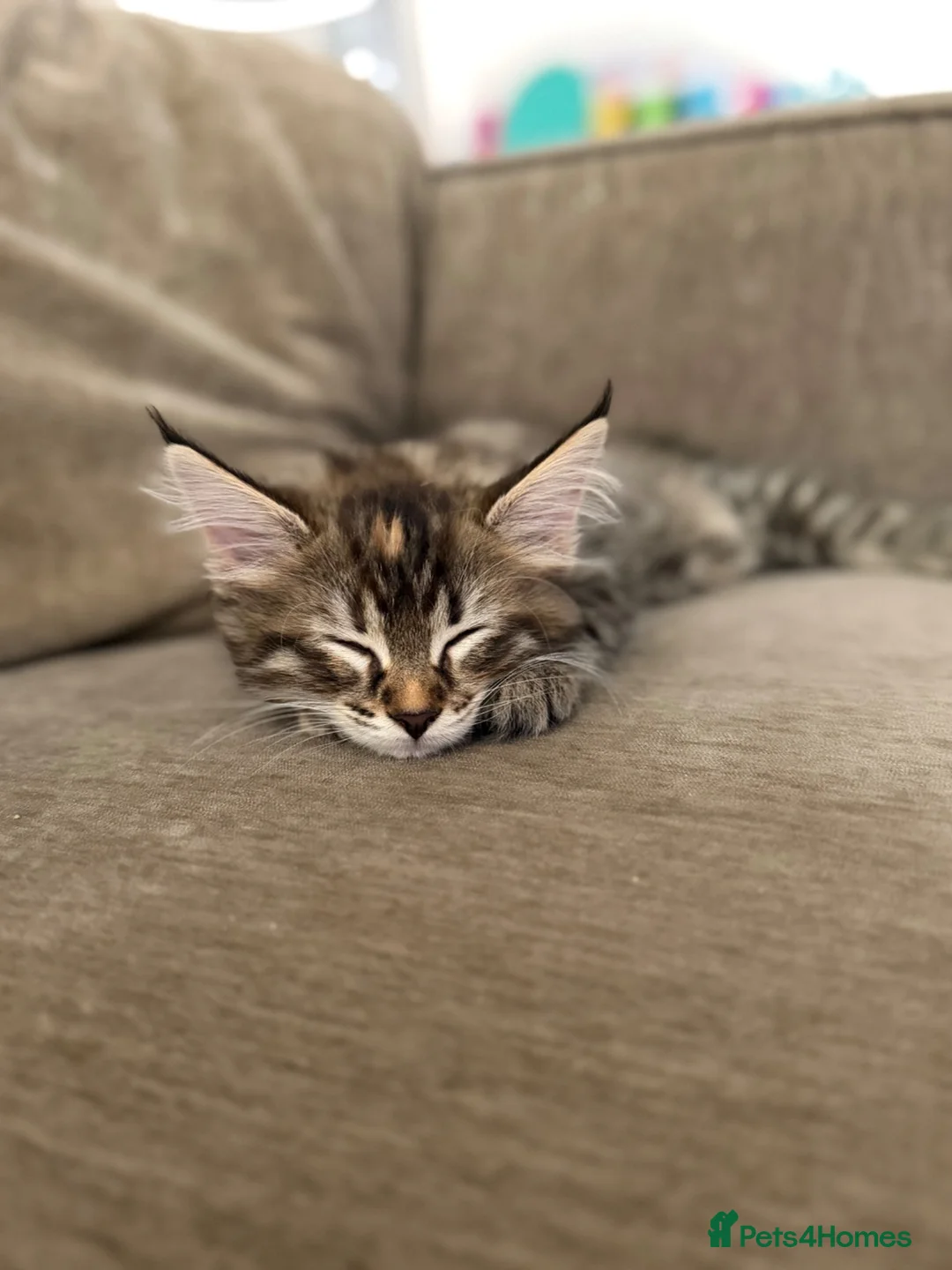 Mixed Breed cats for sale: Female kitten- ready for forever home now 🤍 - Advert 2