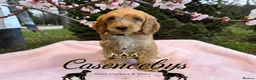 Cockapoo dogs for sale: WAITING LIST OPEN   - Advert 11