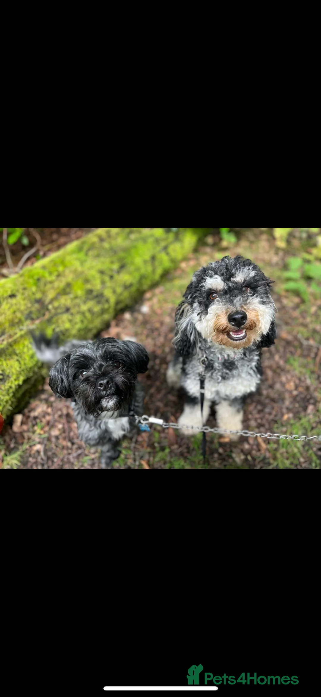 Mixed Breed dogs for sale: Puppies due 10 March - Advert 2