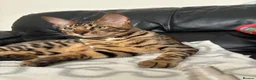 Mixed Breed cats for sale: Beautiful Bengal’s X - Advert 1