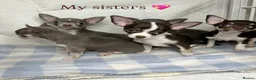 Chihuahua dogs for stud: ILOVE: Freddo – KC Registered Lilac Chihuahua Stud - Advert 5
