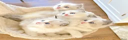 Ragdoll cats for sale: READY NOW *** INDOOR FULL PEDIGREE RAGDOLL KITTENS - Advert 12