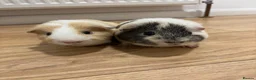 Guinea Pig rodents for sale: Two cute male guinea pigs  - Advert 4