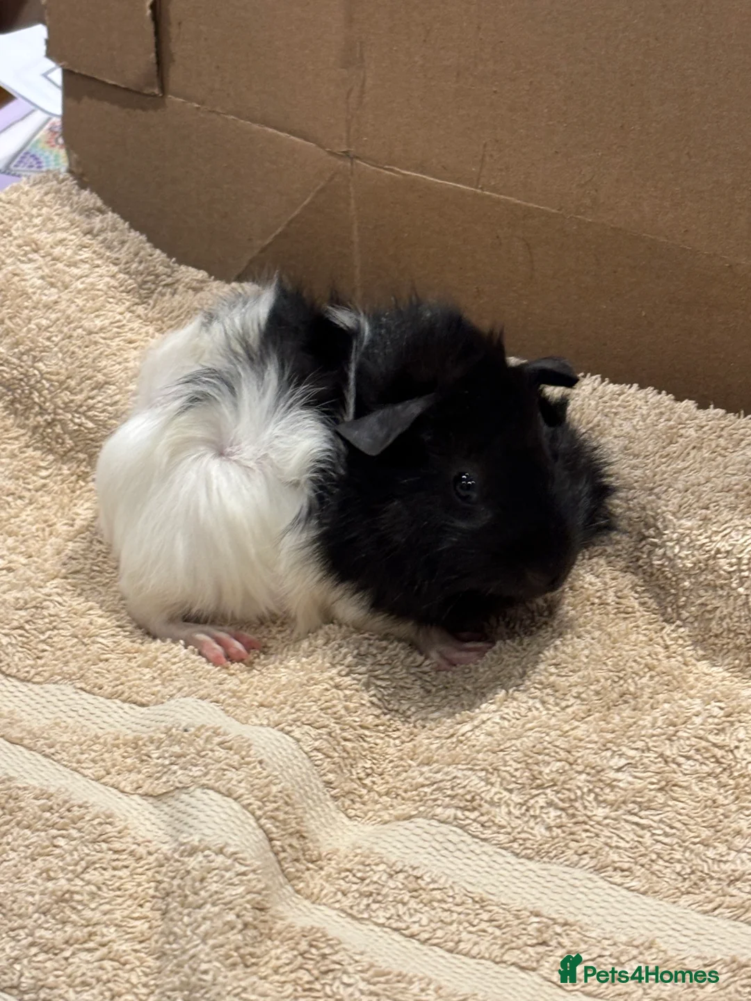 Guinea Pig rodents for sale: Male Baby Guinea Pig Brothers For Sale - Advert 11
