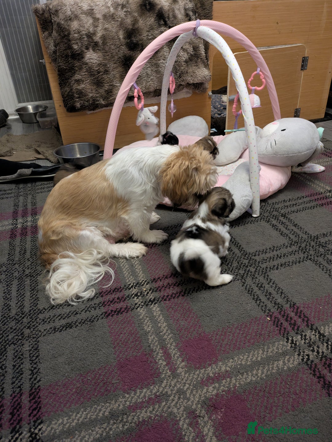 Shih Tzu dogs for sale: Stunning Shih Tzu boy - Image 11