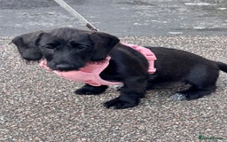 Mixed Breed dogs for sale: 1 Beautiful DoxiPoo girl left!  - Image 5