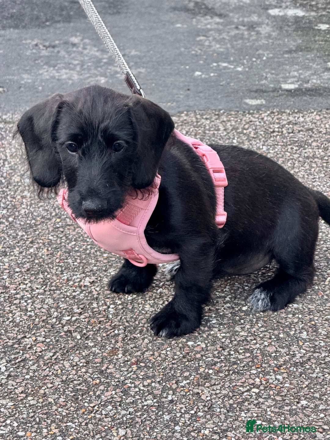 Mixed Breed dogs for sale: 1 Beautiful DoxiPoo girl left!  - Image 5