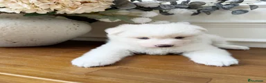 Pomsky 4