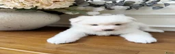 Pomsky dogs for sale: Stunning Blue Eyed Pomskies in London - ready  - Advert 14