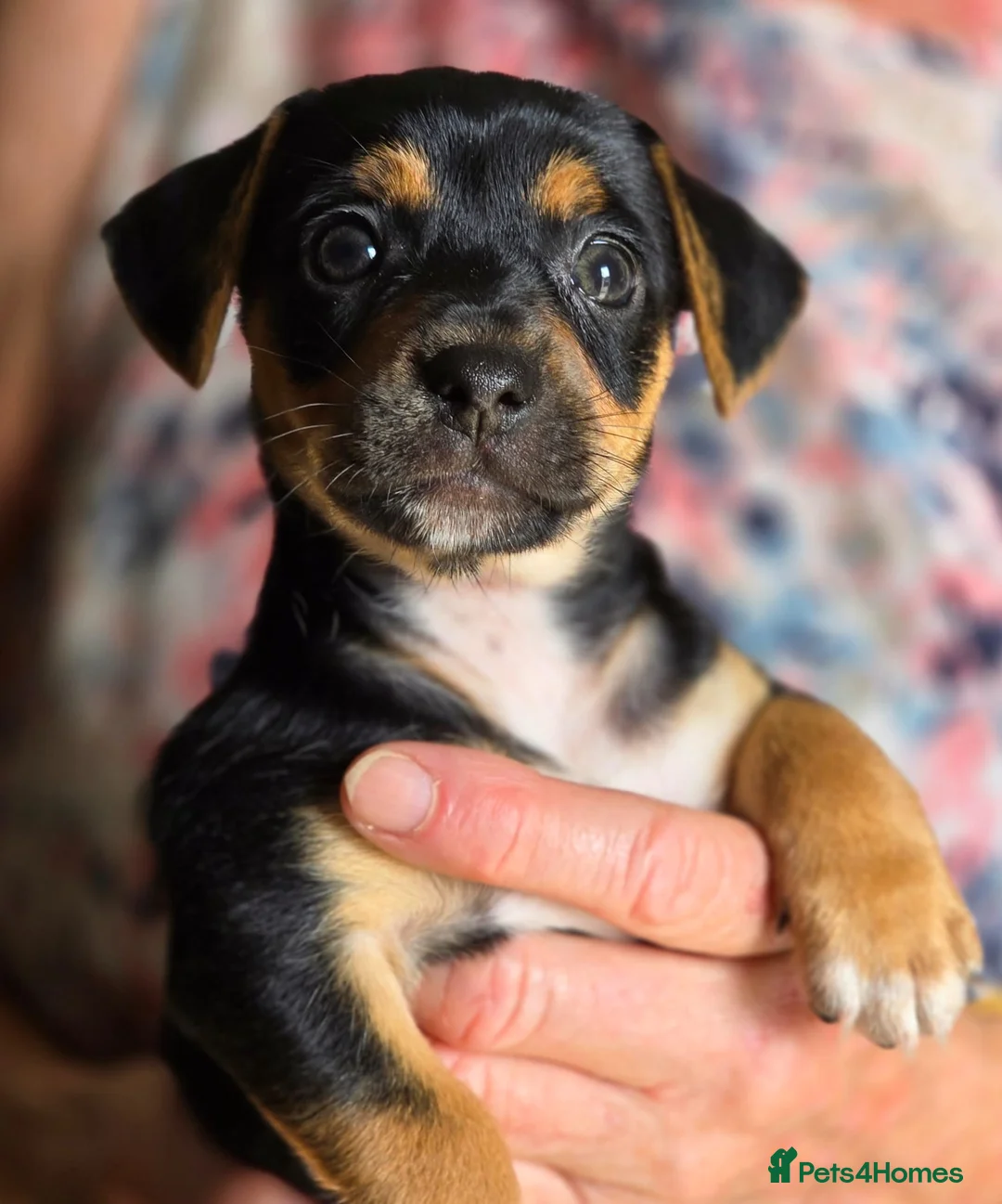 Jack Russell dogs for sale: For sale  - Advert 8