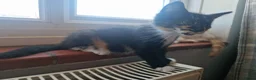 Mixed Breed cats for sale: 4 Male Mixed kittens £50 each  - Advert 5