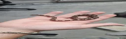 Corn Snake reptiles for sale: Baby corn snakes  in Chesterfield - Advert 4