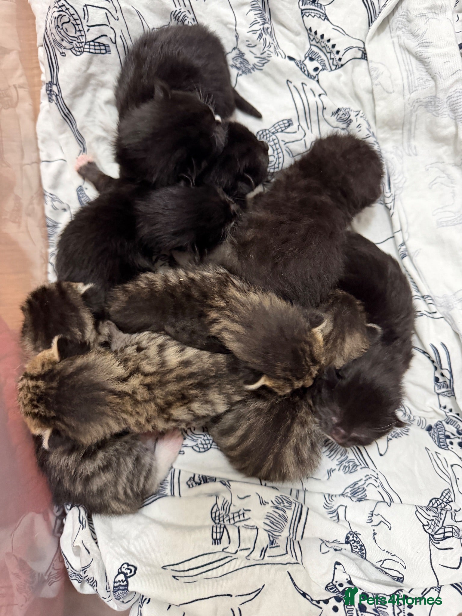 Mixed Breed cats Kittens - Advert 1