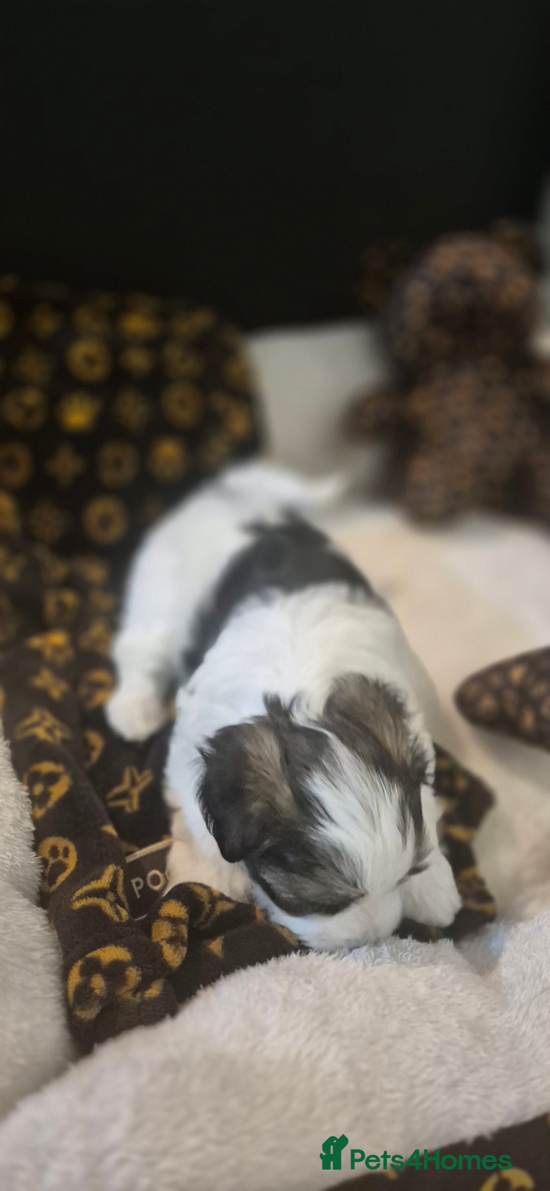 Biewer Terrier dogs for sale: Beautiful Biewer Yorkshire terriers Puppies  - Advert 19