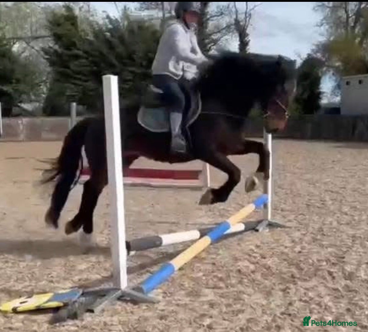 Irish Cob horses 15.2hh bomb proof hack  - Advert 2