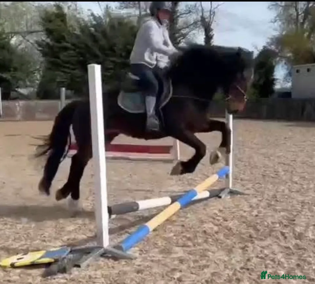Irish Cob horses for sale: 15.2hh bomb proof hack  - Advert 2