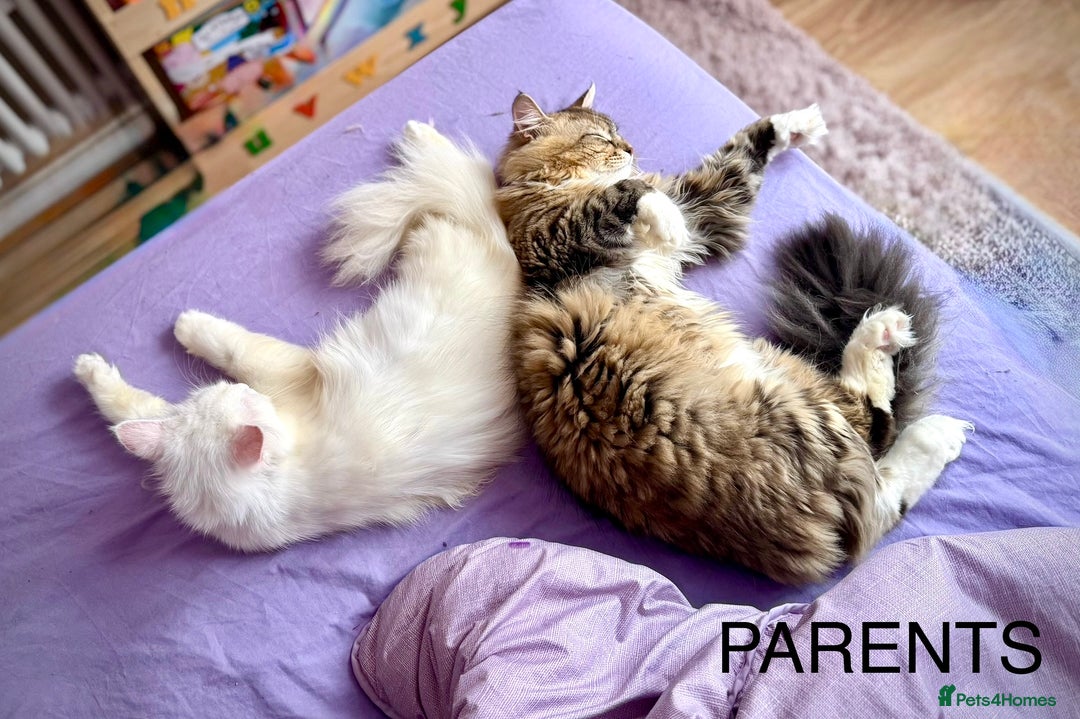 Siberian cats for sale: Pure White Siberian Boy - Image 20