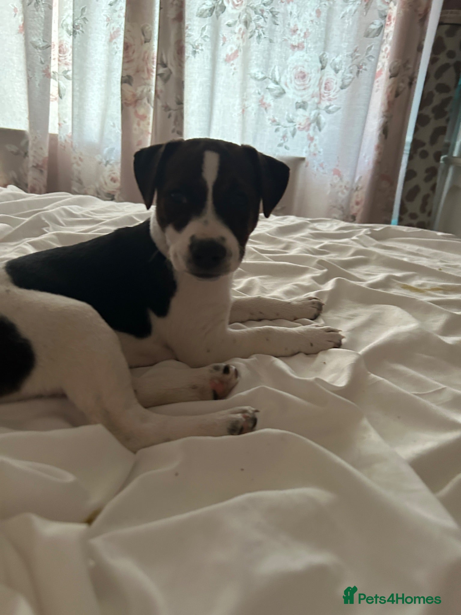 Jack Russell dogs Beautiful female jack Russell puppy  - Advert 2
