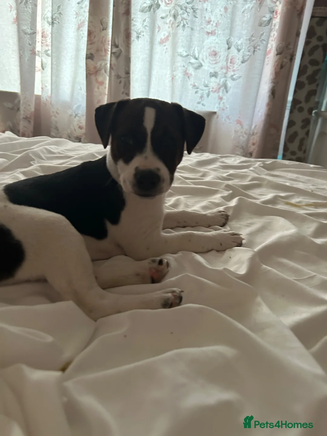 Jack Russell dogs for sale: Beautiful female jack Russell puppy  - Advert 2