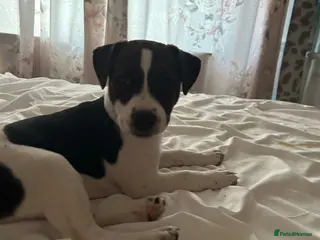 Jack Russell dogs Beautiful female jack Russell puppy - Advert 2