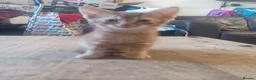 Mixed Breed cats for sale: British shorthair cross kittens  - Advert 9