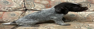 German Wirehaired Pointer Puppy 1