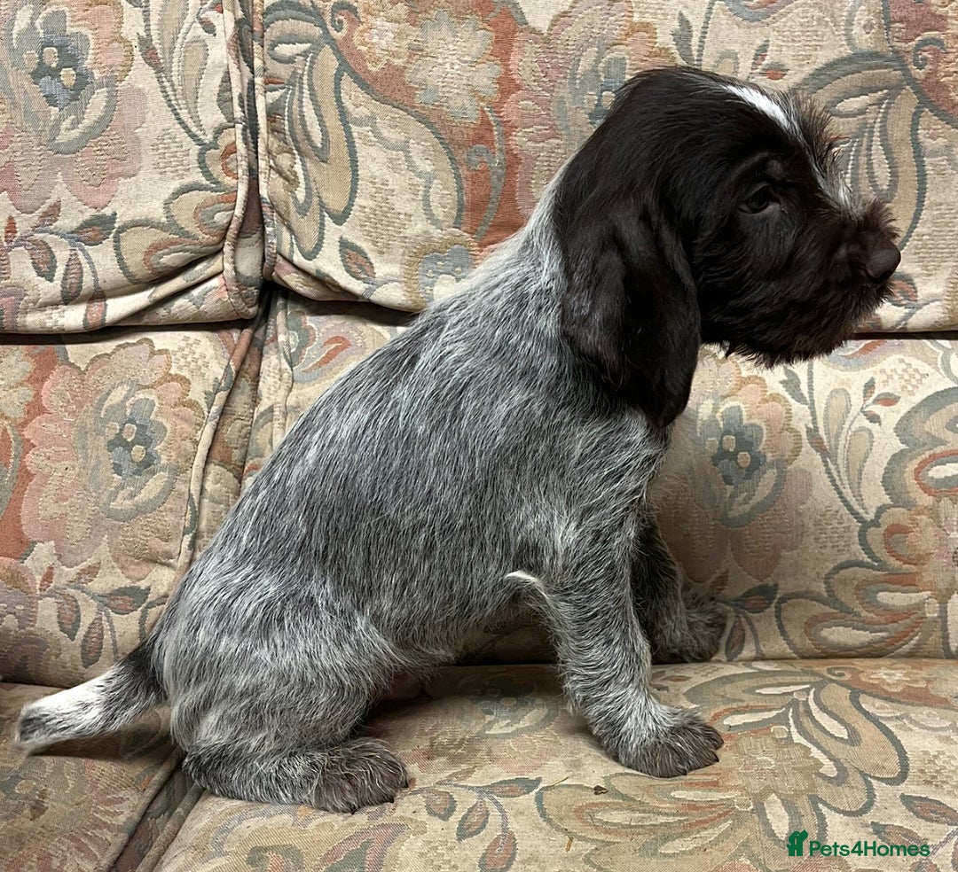 German Wirehaired Pointer dogs for sale: Gorgeous GWP Puppies  - Advert 13
