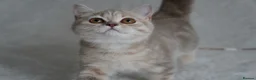 Scottish Fold cats for sale: Beautiful kittens - Advert 10