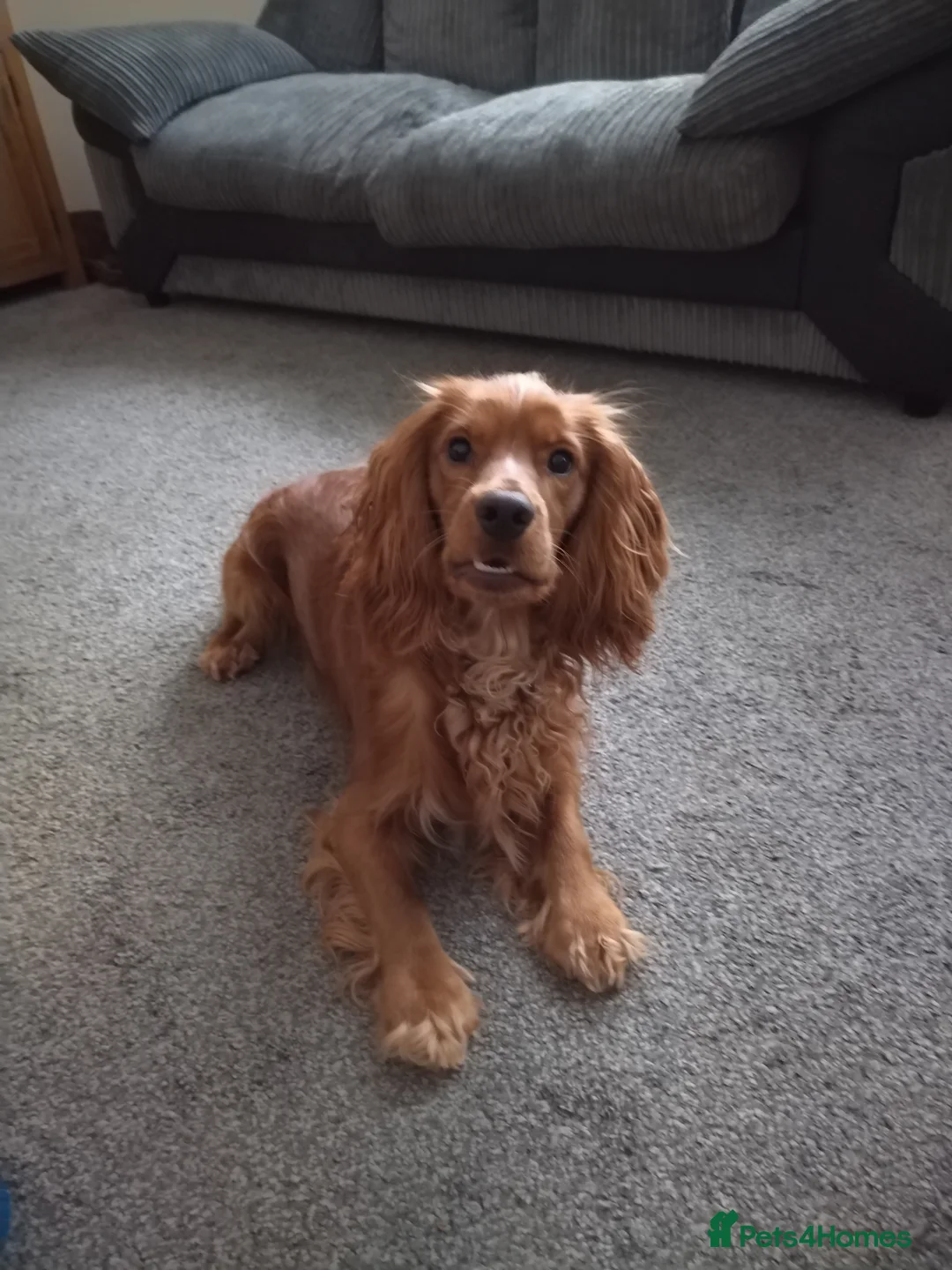 Cocker Spaniel dogs for sale: RALPH  - Advert 5