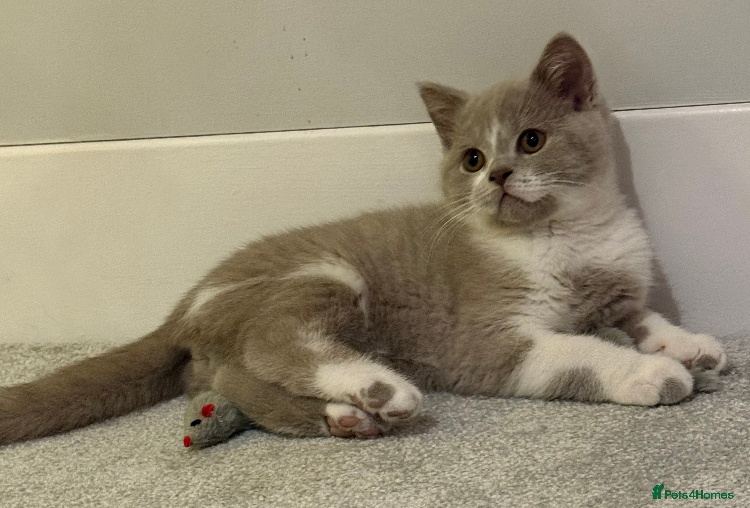 British Shorthair cats Registered Fawn BSH babies still available  - Advert 1