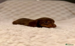Miniature Dachshund dogs for sale: Long haired chocolate tan dachshunds  - Image 3
