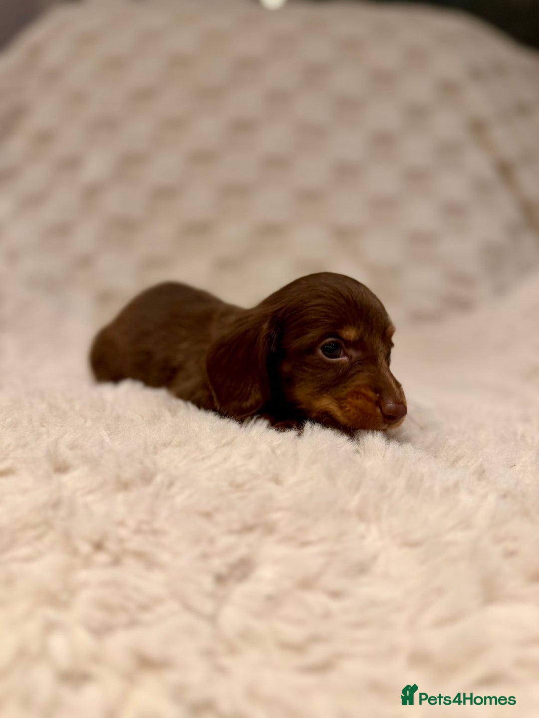 Miniature Dachshund dogs for sale: Long haired chocolate tan dachshunds  - Image 3