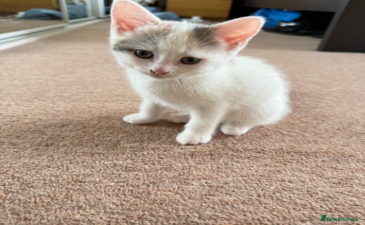 Mixed Breed cats - Advert 8