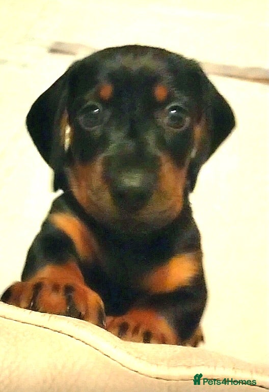Dachshund dogs Dachshund Puppies  - Advert 17
