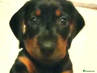 Dachshund dogs Dachshund Puppies - Advert 17